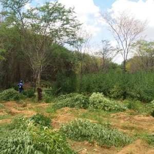 PF destrói 48 mil pés de maconha no sertão de PE