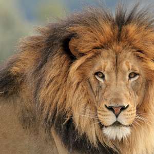 Receita abre amanhã consulta ao 3º lote de restituição do IR