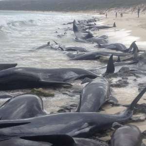 Baleias encalham em massa em praia na Austrália e ...