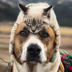 Gato e cachorro viram 'melhores amigos' e fazem viagens ...