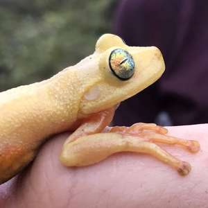 As espécies recém-descobertas no Pico da Neblina - e que ...
