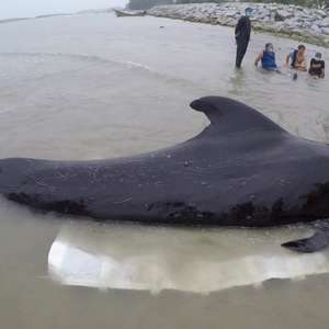Pesquisadores encontram 80 sacolas plásticas em estômago ...