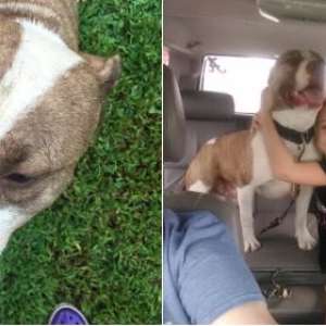 Cachorro desaparecido há um ano é encontrado a 110km de casa