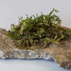 Conheça a radula, a planta que pode ser a maconha do futuro