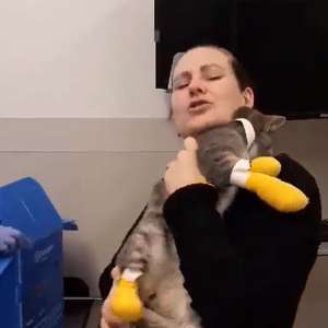 Família reencontra gato dias após ele fugir de incêndio; ...