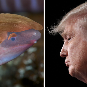 Nova espécie de anfíbio cego que enterra a cabeça na ...