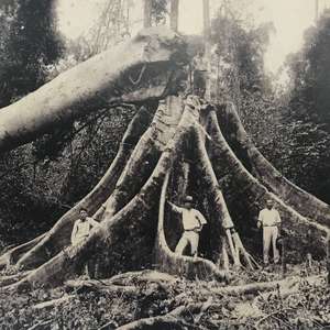 "Tecnologia pode destruir Amazônia bem rápido", diz botânico