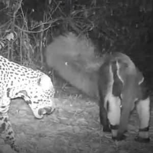 Tamanduá-bandeira enfrenta onça-pintada - e leva a ...