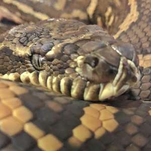 Cobra encontrada com 511 carrapatos passa por tratamento ...