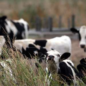 Caso de vaca louca faz Brasil suspender carne para a China