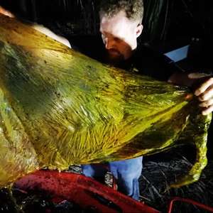 Baleia morre por engolir 40 kg de materiais plásticos