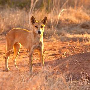 Pai salva bebê arrastado por cão selvagem enquanto ...