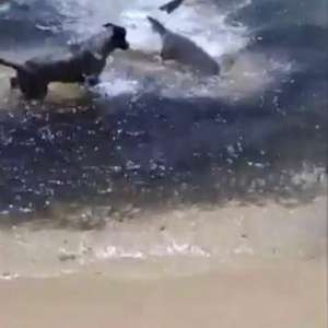 Cachorros atacam tubarões em praia na Austrália; veja