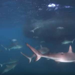 Vídeo impressionante mostra tubarões atacando cardume de ...