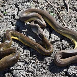 Cobra píton engole e depois "vomita" serpente da mesma ...