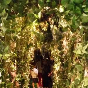 Na Floresta, no meio da cidade