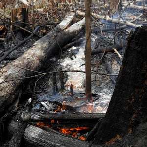 Focos de incêndio em mato dobram em agosto no Estado de SP