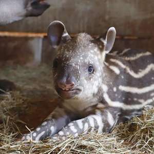 Filhote de anta é novo morador em zoo de São José do Rio ...