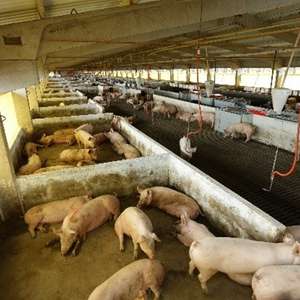 Brasil Pork Event reúne a elite da suinocultura ...