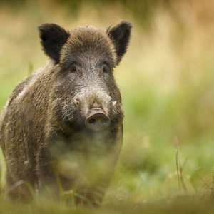 Mulher é morta por bando de javalis nos EUA
