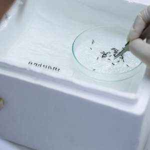 Por que capturar um inseto pode acabar em multa