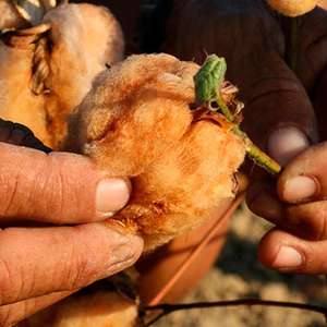 Ação internacional deve impactar o mercado de algodão ...