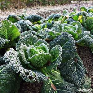 Frio e coronavírus causam impactos na produção de hortaliças