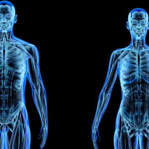 Do que realmente é feito o corpo humano?