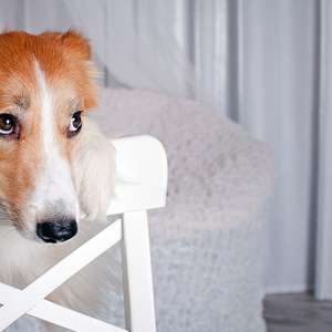 Depressão em pets: saiba quais são as causas, os sintomas e tratamentos
