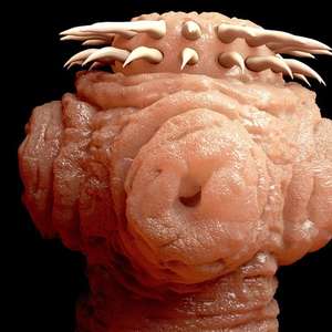 Por que extinção de parasitas que causam doenças deixa cientistas em alerta