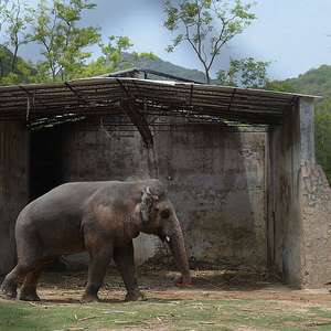 O elefante 'mais solitário do mundo' será libertado após 35 anos de maus tratos em zoológico