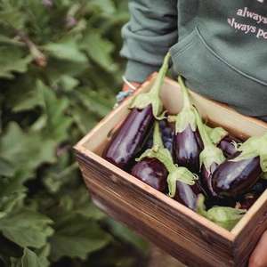 Conheça os benefícios da berinjela para o corpo