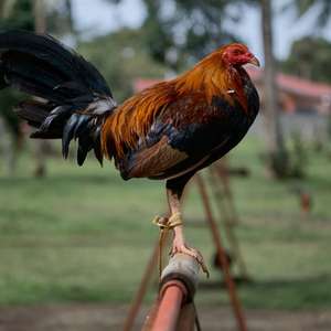 Galo usado em rinha ilegal na Índia mata o próprio dono