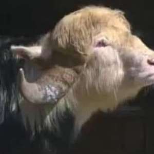 Babi e Débora fogem de búfalo em "A Fazenda"