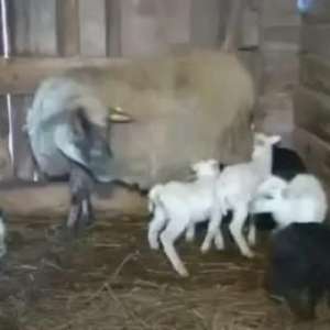 Ovelha de 9 anos registra novo recorde ao parir 8 filhotes