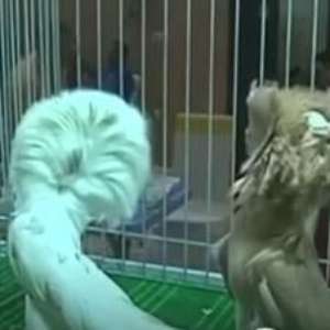 Criadores se reúnem para 1º concurso de beleza para pombos