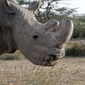 Morre o último rinoceronte-branco do norte macho do mundo