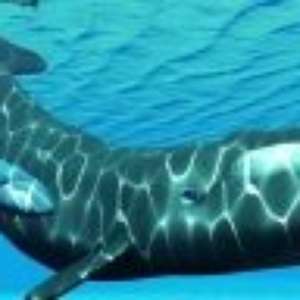 Ouça o canto das baleias que fazem o 'jazz do fundo do mar'