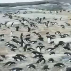 Pinguins da Antártida são estudados com o uso de 'timelapse'