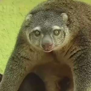 Raro cuscus-urso nasce em zoológico na Polônia