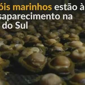 África do Sul: Caracóis marinhos ameaçados por pesca ilegal
