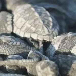 Tartarugas ameaçadas eclodem inesperadamente no Equador