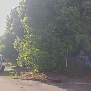 Moradores reclamam de árvore que atrapalha sinalização há mais de três anos