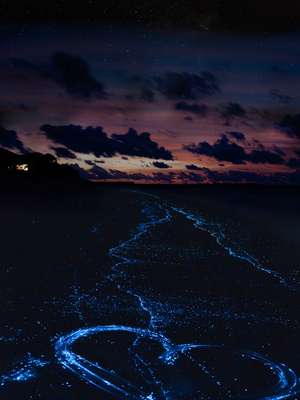 Baía com água fosforescente é destaque em viagem à Vieques