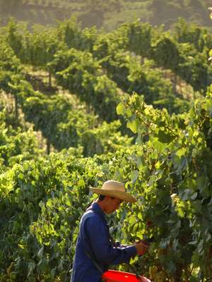 Conheça a história do vinho brasileiro e confira opções