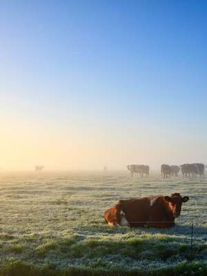 Planejamento da nutrição bovina evita perdas no inverno
