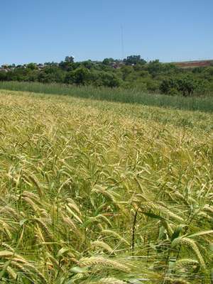 Nova cultivar de cevada pode ampliar produtividade em 10%