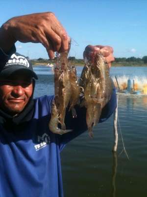 Contra importações, produtores de camarão querem incentivos