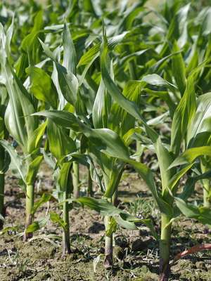 Nova cultivar de milho tem maior teor de vitamina A