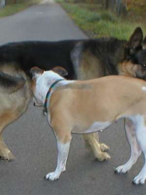 Por que cães cheiram o rabo uns dos outros?